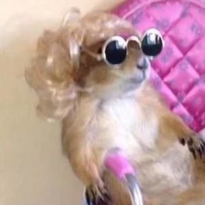 Meet your Posher, Mackenzie